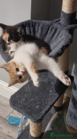 Persian cats Persian kittens - Advert 10