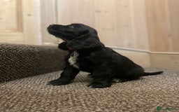 Cocker Spaniel dogs for sale: KC Reg Cocker Spaniels ready next week! Choc/black - Image 8