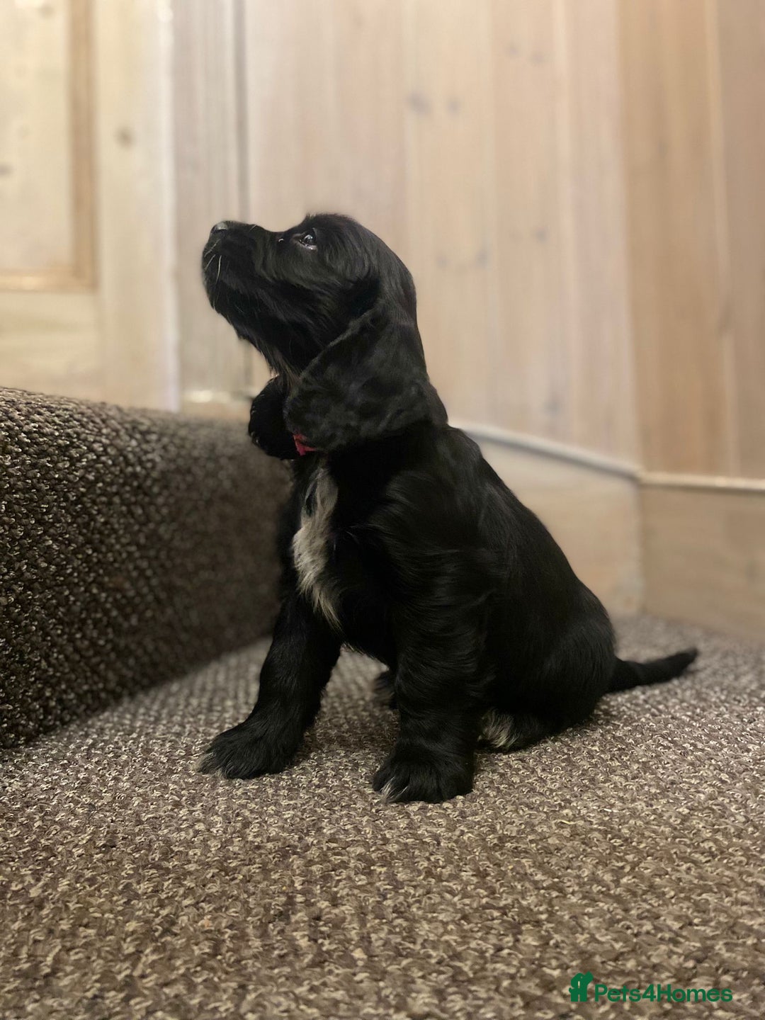 Cocker Spaniel dogs for sale: KC Reg Cocker Spaniels ready next week! Choc/black - Image 8