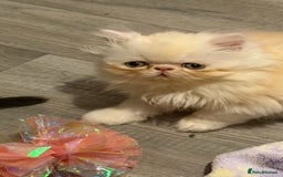 Persian cats for sale: Luxury Persian Kittens -  - Image 1