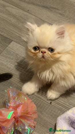 Persian cats - Advert 3