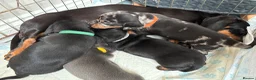 Miniature Dachshund dogs for sale: Miniature Dachshund - Advert 19