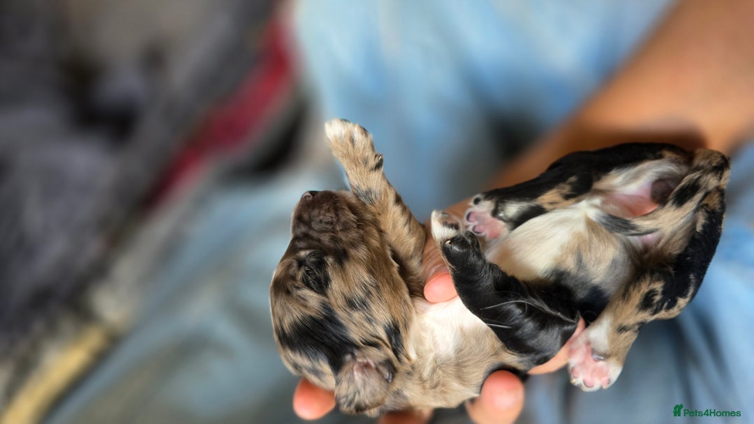 Mixed Breed dogs for sale: Beautiful cocker spaniels - Image 10