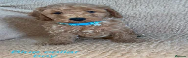Cockapoo 4