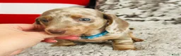 Miniature Dachshund dogs for sale: Beautiful miniature dachshund puppies - Advert 27