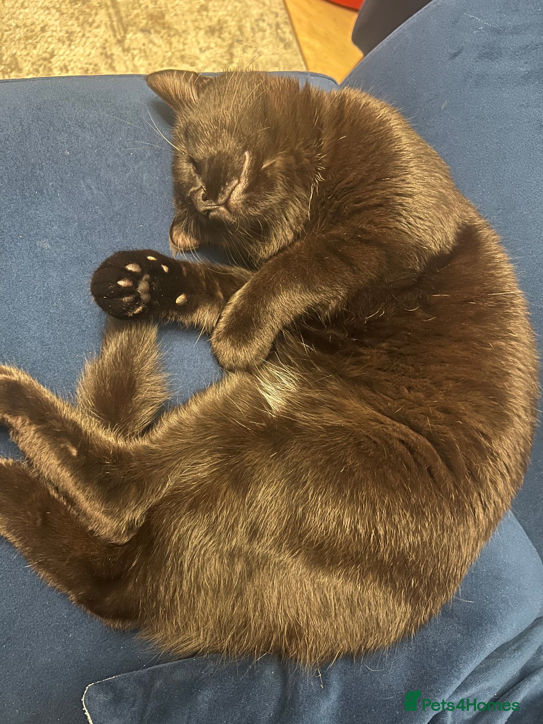 Bombay cats for sale: Misco is looking for his forever home 🐈‍⬛  - Advert 5