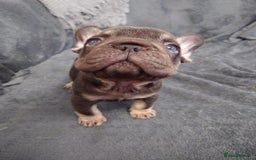 French Bulldog dogs for sale: 4 Beautiful french bulldog puppies  - Image 13