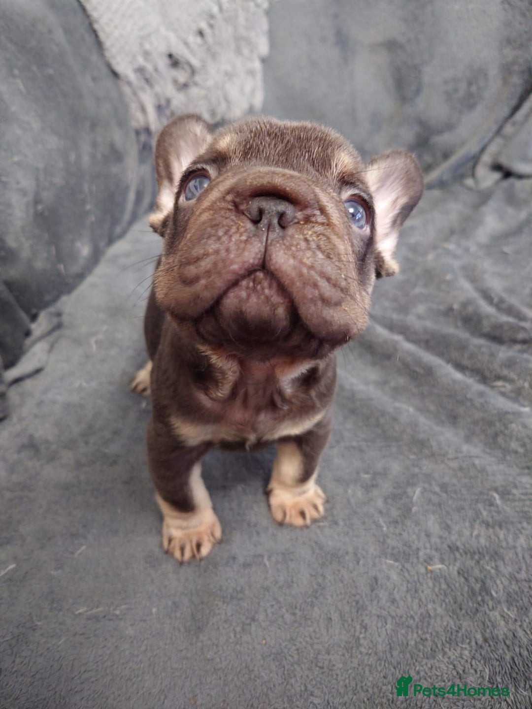 French Bulldog dogs for sale: 4 Beautiful french bulldog puppies  - Image 13