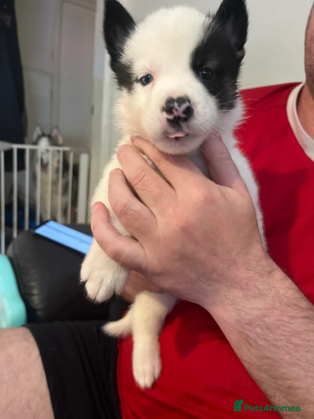 Huskita dogs for sale: 4 beautiful huskaties  - Advert 2