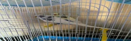 Budgerigars birds for sale: Pair of budgies - Advert 3