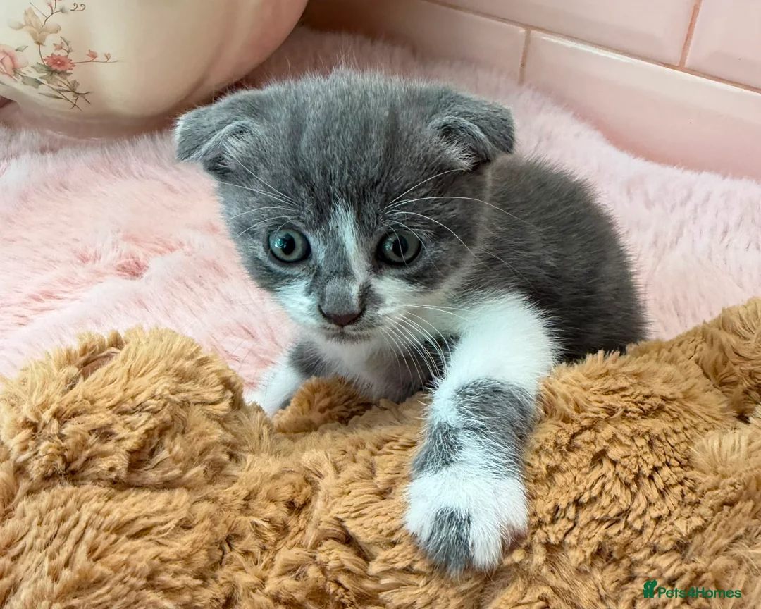 Scottish Fold cats for sale: Stunning Scottish fold cat  - Advert 9