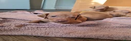 Hungarian Vizsla dogs for sale: ***Ready Now*** Hungarian Vizsla Puppies  - Advert 32