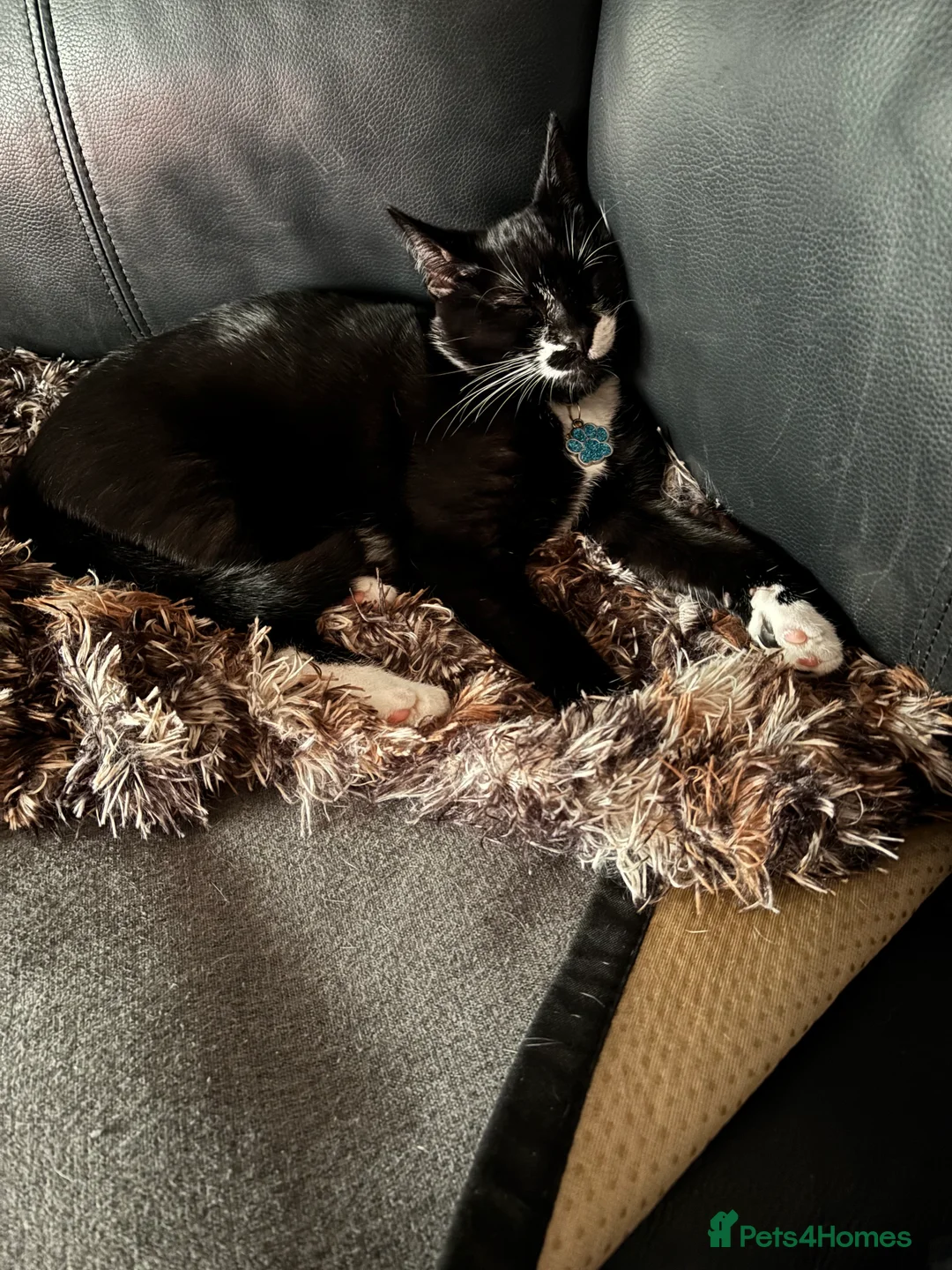 Mixed Breed cats for sale: 2 sister kittens  in Arbroath - Advert 2