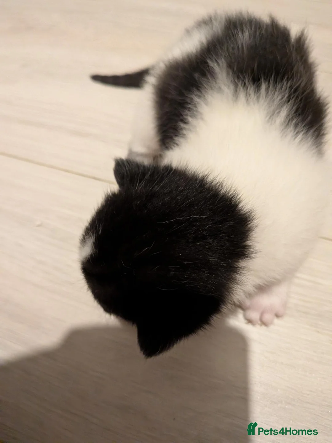Mixed Breed cats for sale: Kittens - Advert 2