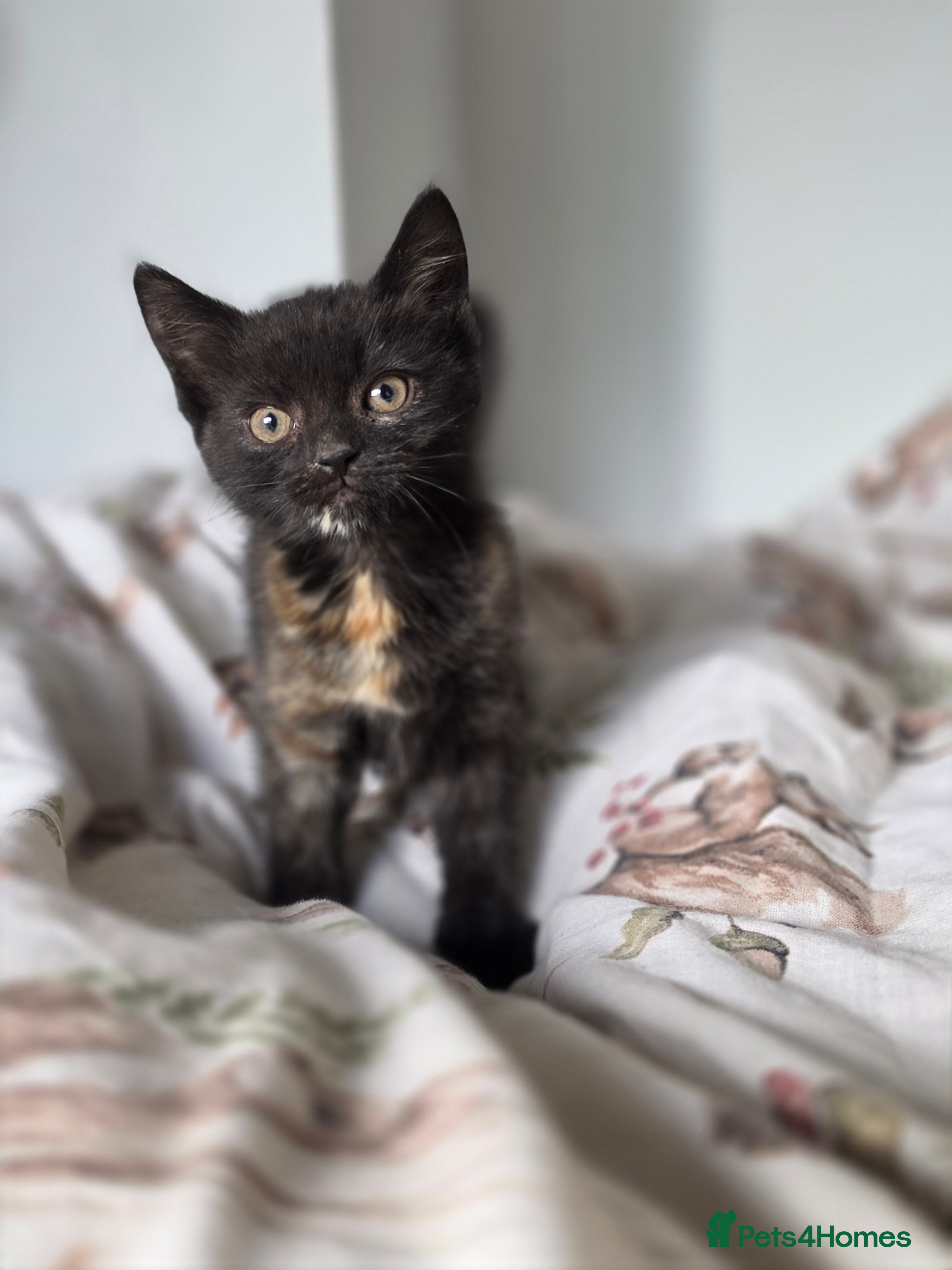 Mixed Breed cats Beautiful kittens  - Advert 2