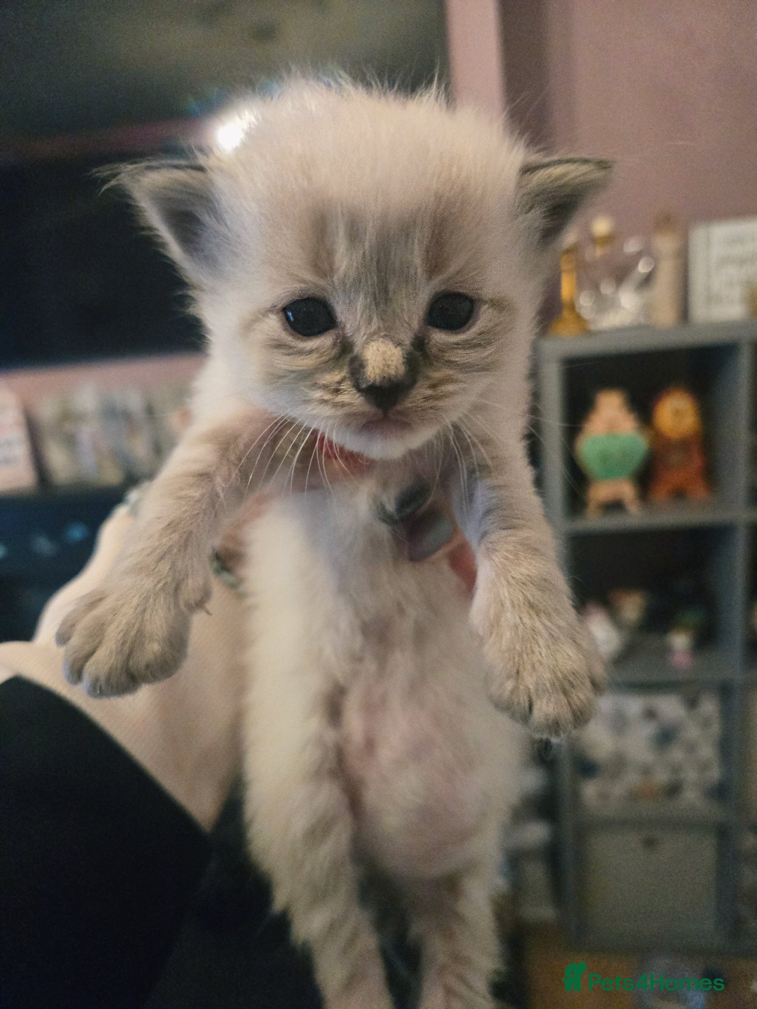 Ragdoll cats for sale: Stunning litter of Purebred Ragdoll kittens - Advert 10