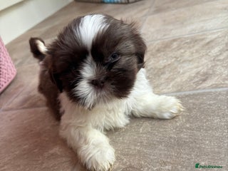 Shih Tzu dogs READY NOW one shih tzu boy puppy left - Advert 1