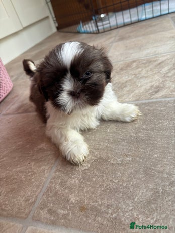 Shih Tzu dogs READY NOW one shih tzu boy puppy left - Advert 3