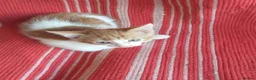 Mixed Breed cats for sale: Beautiful kittens  in Woking - Advert 3