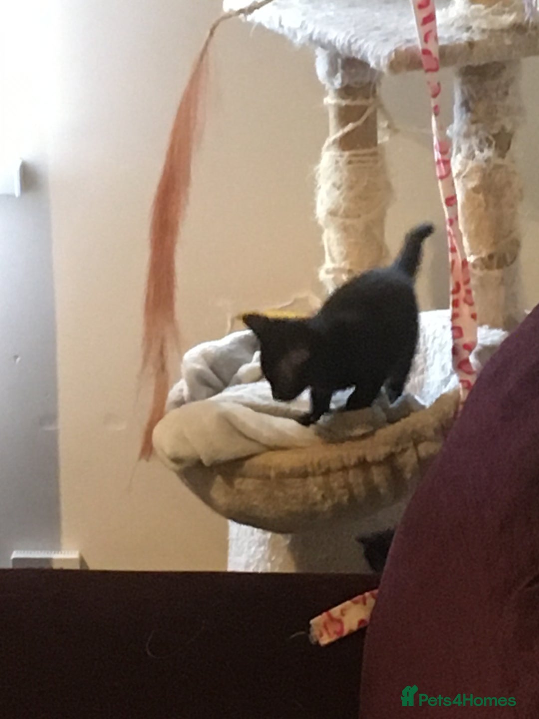 Domestic Shorthair cats for sale: Beautiful black kittens - Image 5