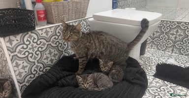Mixed Breed cats Kittens looking for home  - Advert 6