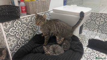 Mixed Breed cats Kittens looking for home - Advert 7