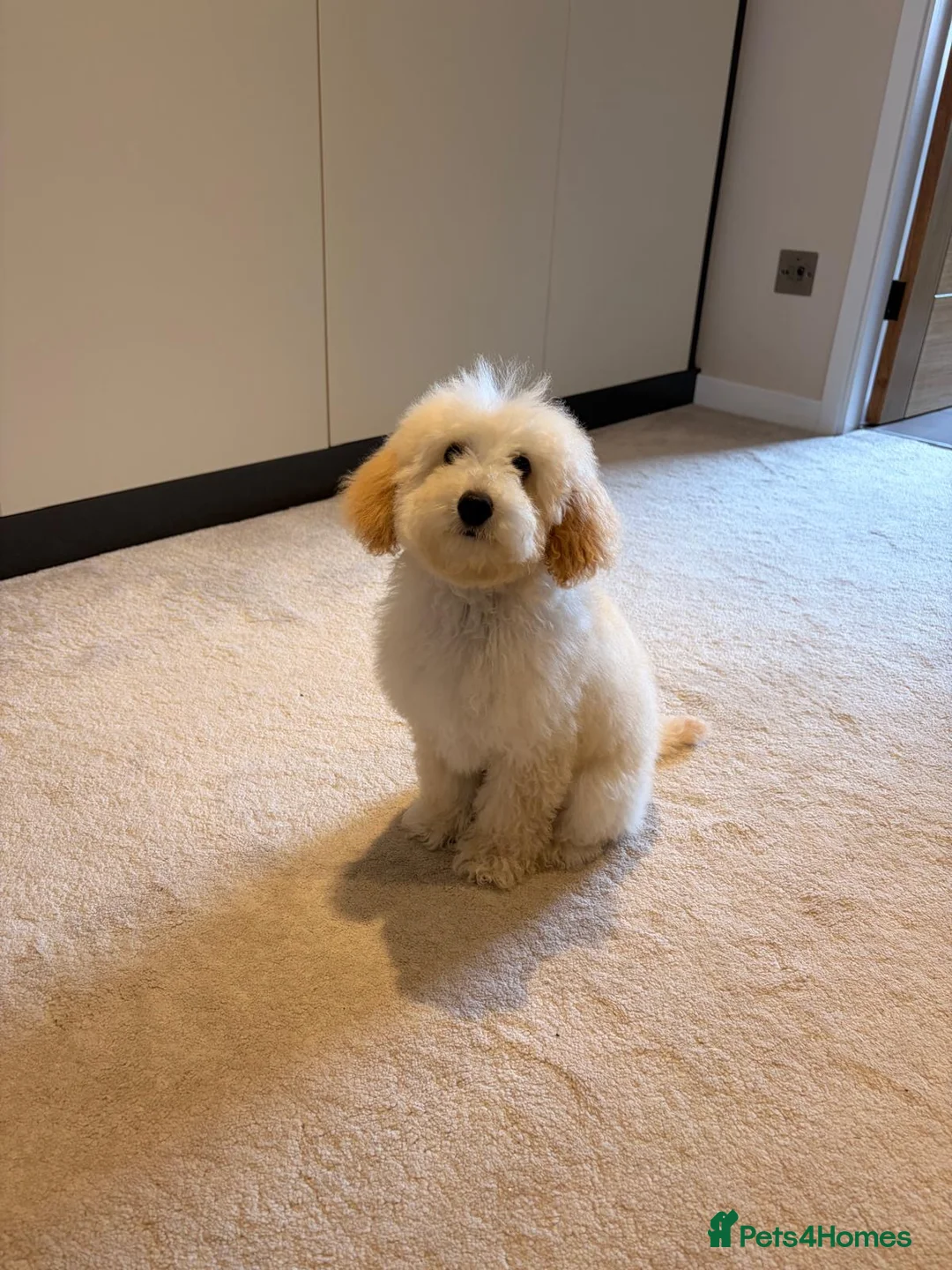 Toy Poodle dogs for sale: Mr. Coco in Solihull - Advert 2
