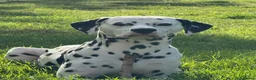 Dalmatian dogs for stud: KC registered Dalmatian stud - Introductory fee - Advert 6