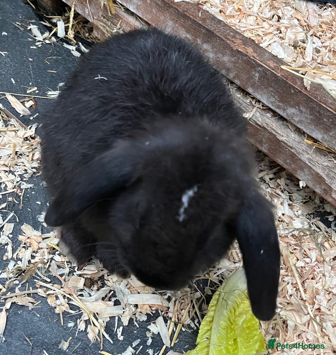 Mini Lop rabbits for sale: Autumn babies - Advert 11