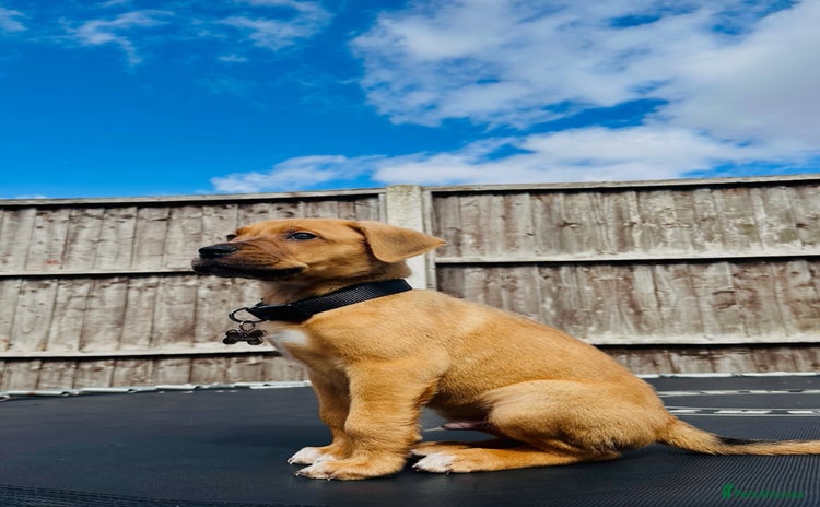 Mixed Breed dogs - Advert 4