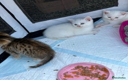 British Shorthair cats for sale: Adorable Kittens! - Image 13