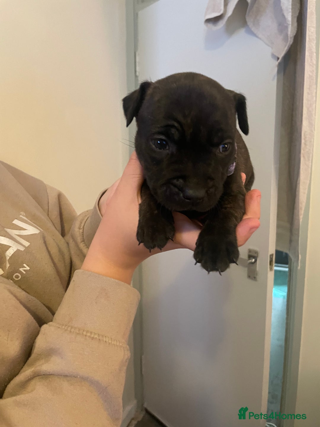 Staffordshire Bull Terrier dogs for sale: Staffordshire/American Staffordshire pups in Harrow - Image 11