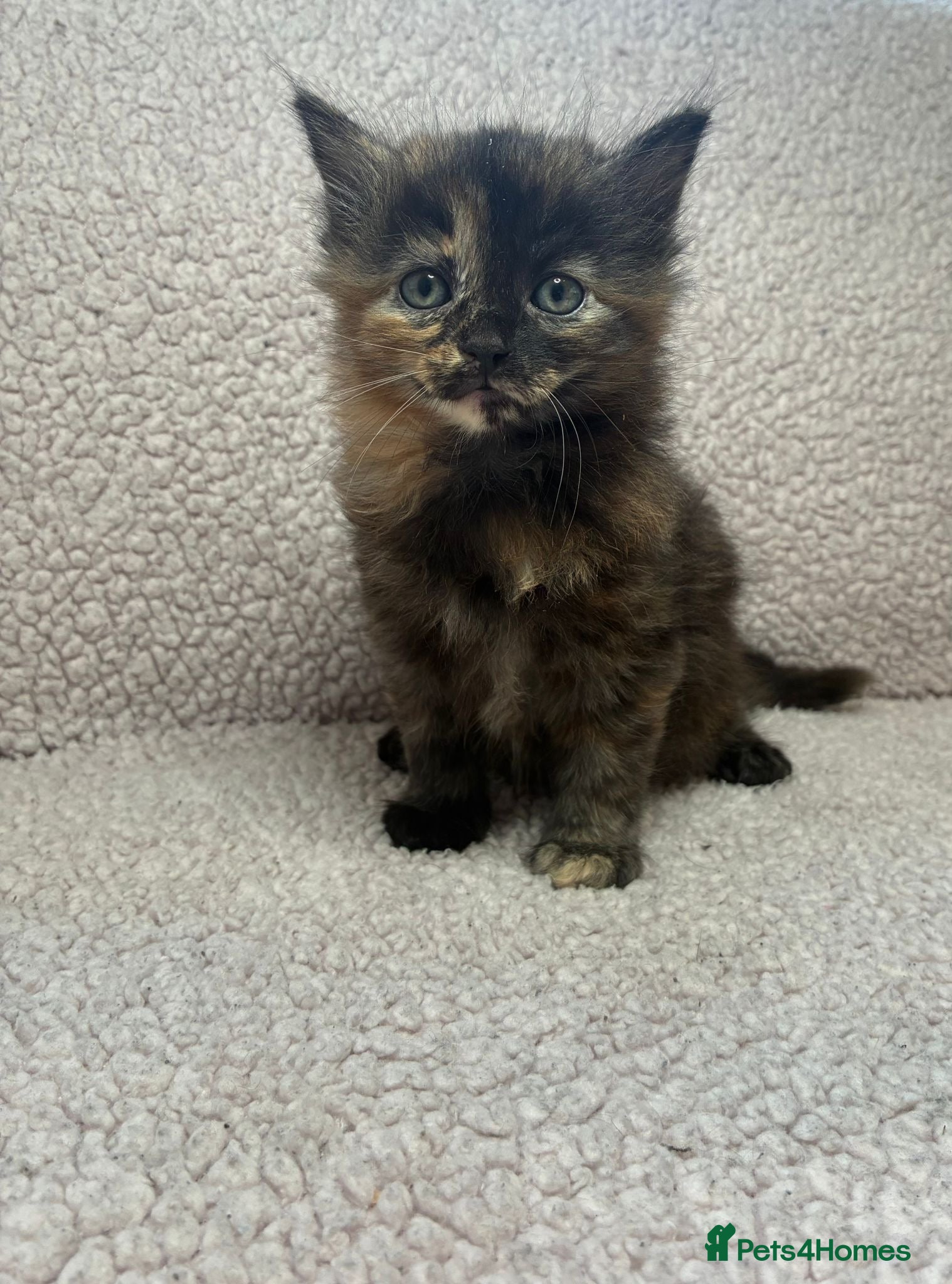 Mixed Breed cats Five Wonderful, Kichens, Very, Pretty Looking  - Advert 1