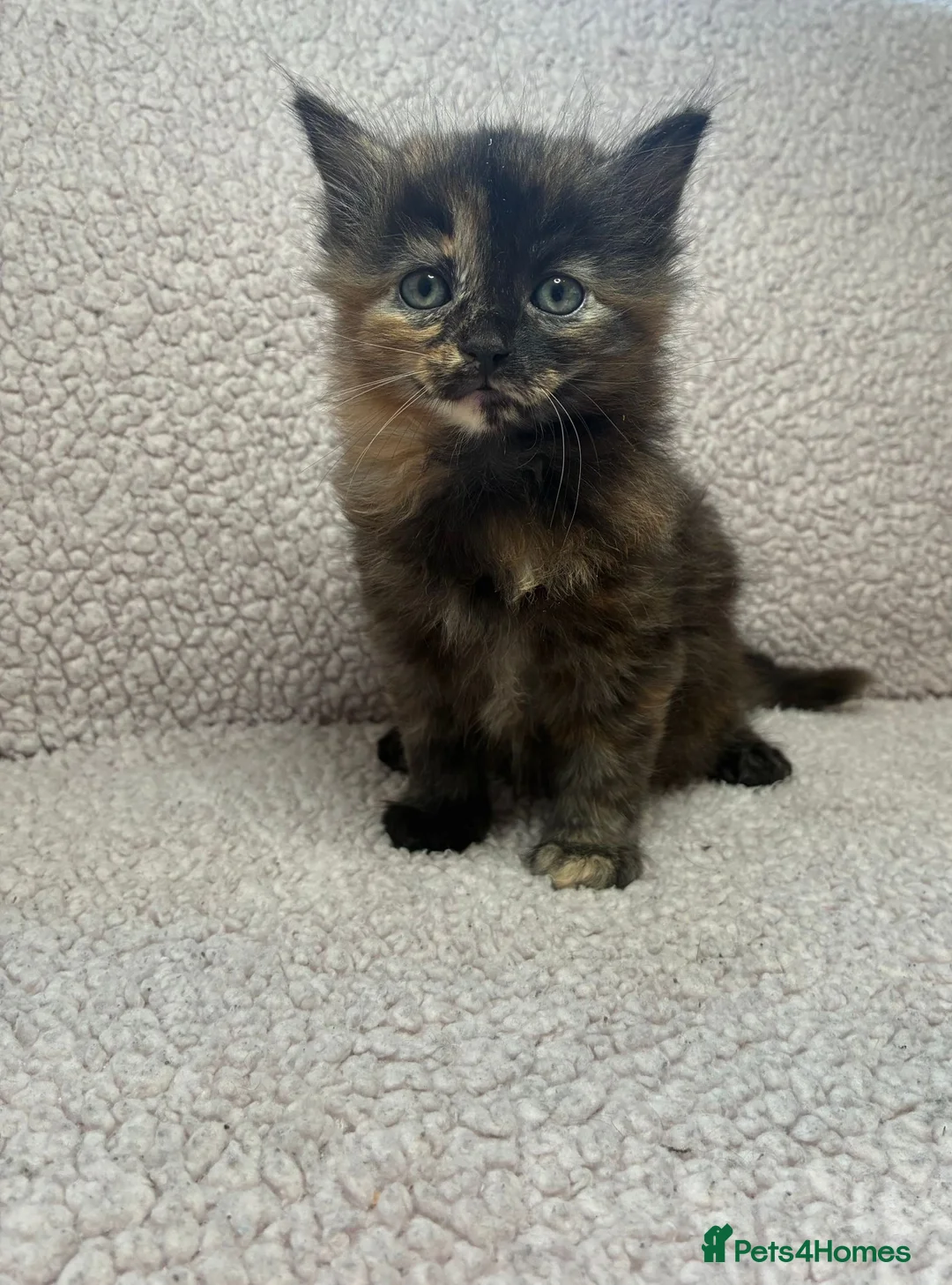 Mixed Breed cats for sale: Five Wonderful, Kichens, Very, Pretty Looking  - Advert 1