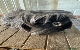 Guinea Pig rodents for sale: **FREE** Purebred Longhaired sows  - Image 7