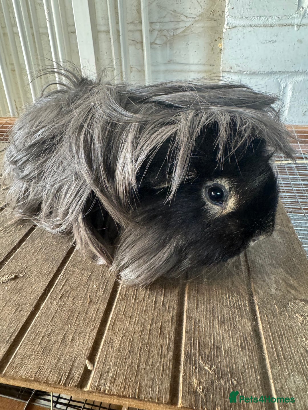 Guinea Pig rodents for sale: **FREE** Purebred Longhaired sows  - Image 7