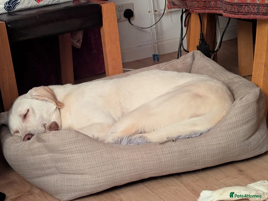 Mixed Breed dogs for sale: From Heartbreak to Hope: Meet Your New Best Friend - Advert 2