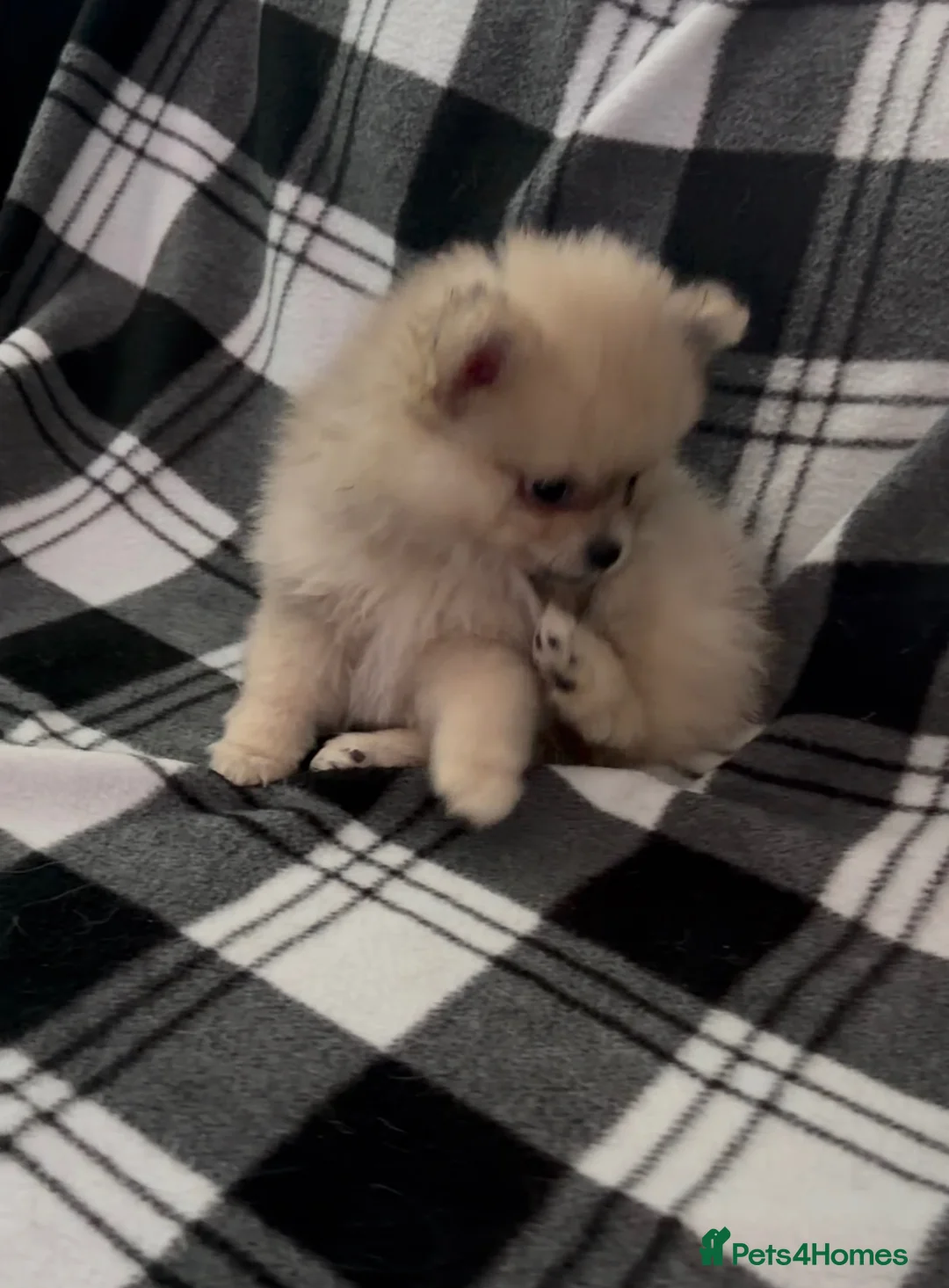Pomeranian dogs for sale: Beautiful sable little girl in Edinburgh - Advert 2