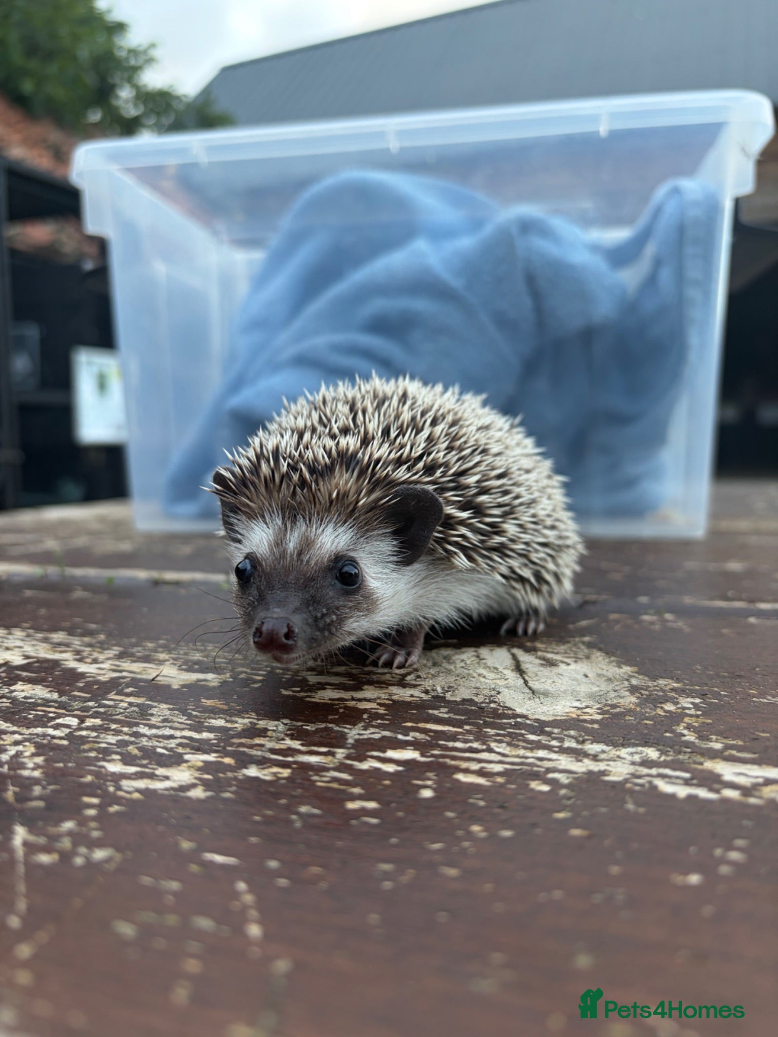 Pygmy Hedgehog rodents 2 Baby Male Hedgehogs - Advert 2