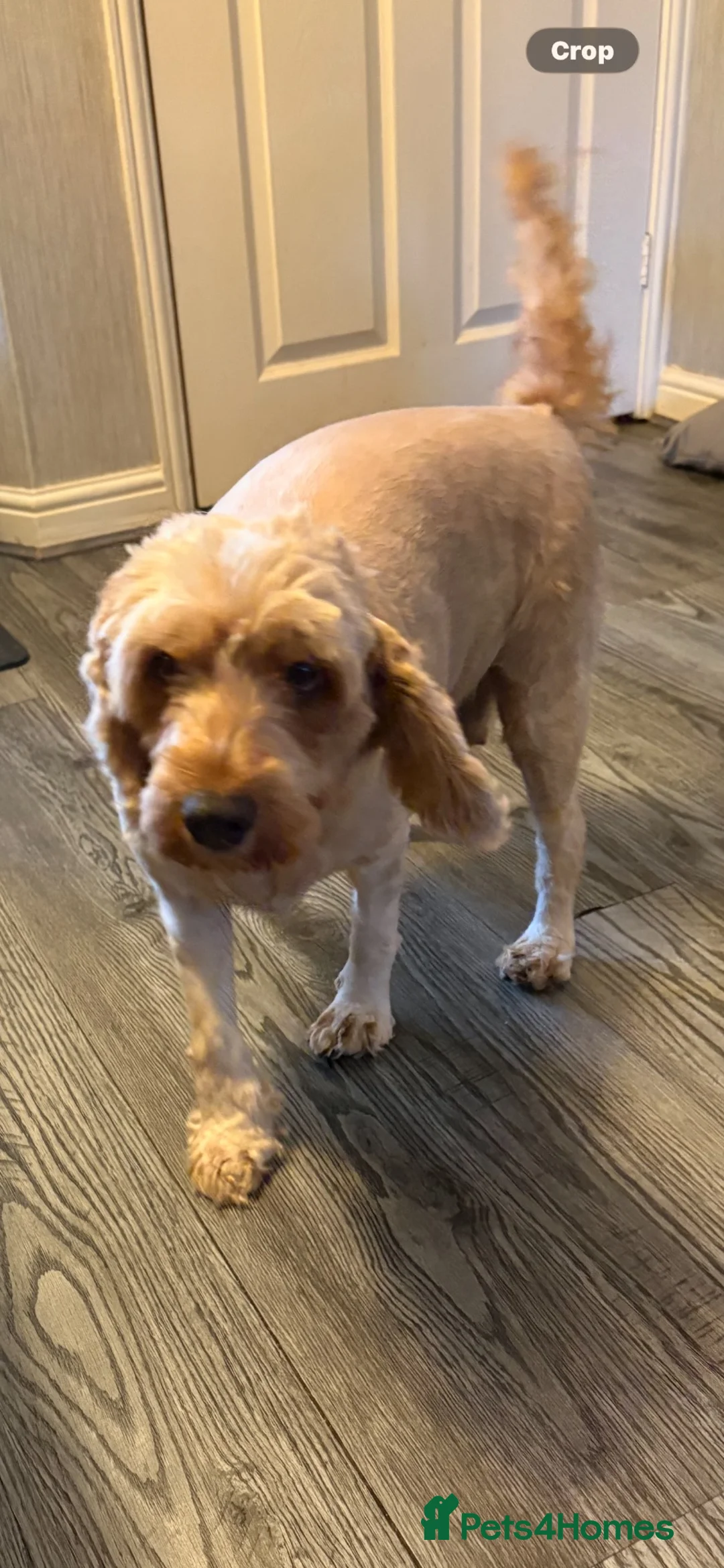 Cockapoo dogs for sale: FB cockerpoo two beautiful females left  in Wakefield - Advert 1