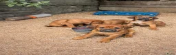 Mixed Breed dogs for sale: Valentine’s Day Vizsla x Welsh Sheepdog Puppies - Advert 5