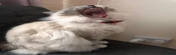 Ragdoll cats for sale: Beautiful Ragdoll Cat Vaccinated & Microchipped  in Leyland - Advert 5
