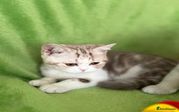 Scottish Fold cats for sale: Beautiful Scottish fold baby’s  in Reading - Image 16