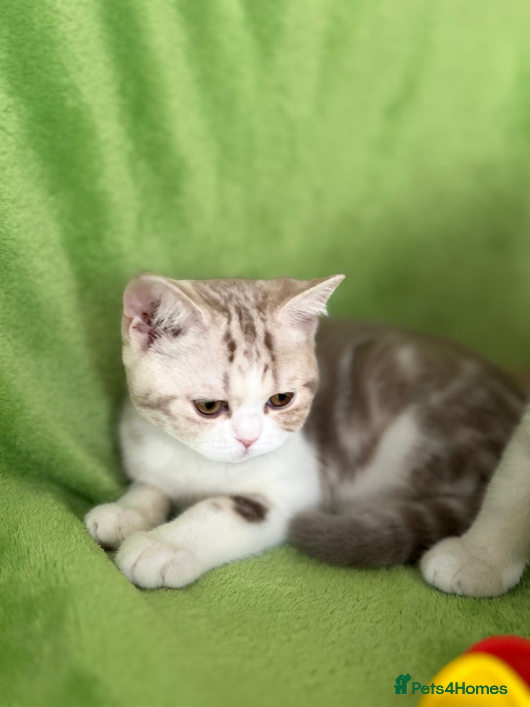 Scottish Fold cats for sale: Beautiful Scottish fold baby’s  in Reading - Image 16