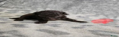 Toy Poodle 4