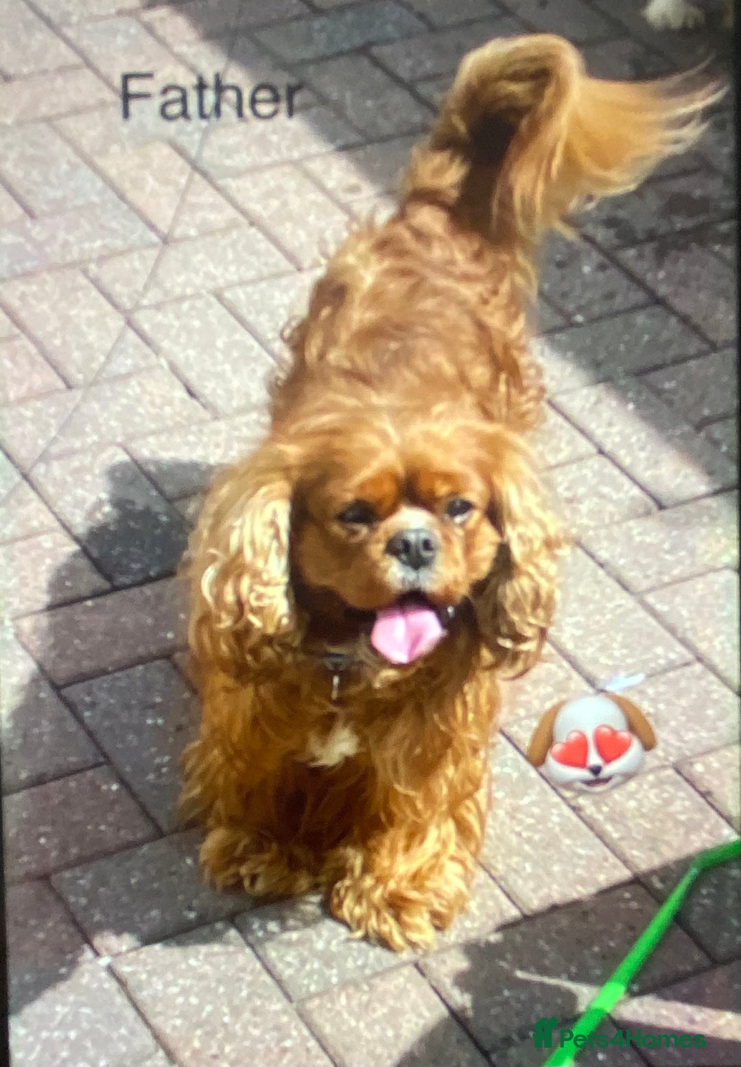 Cavalier King Charles Spaniel dogs for sale: Cavalier king Charles spaniel male Ruby puppy in Wolverhampton - Image 4