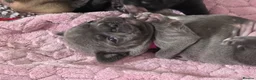 French Bulldog dogs for sale: Beautiful, Chunky, Frenchie Puppies - Advert 10