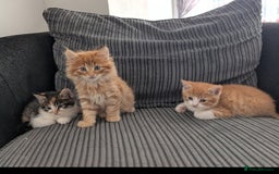 Mixed Breed cats for sale: Kitten  - Image 8