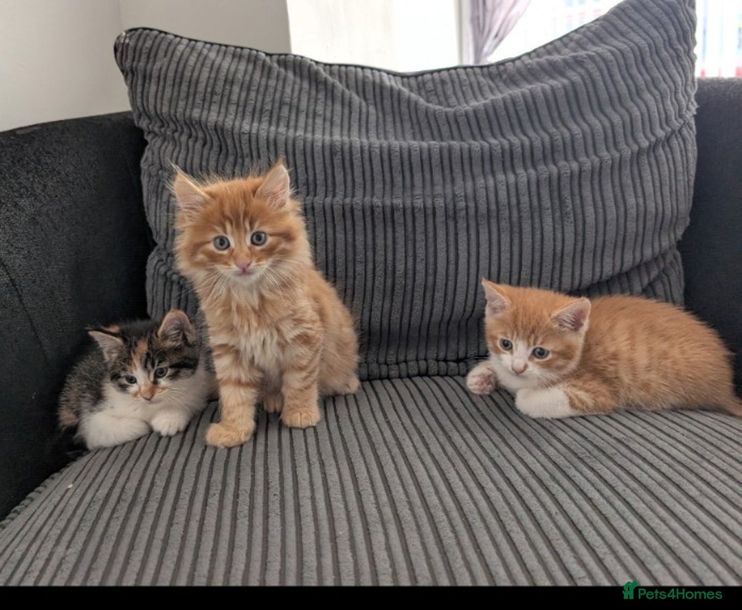Mixed Breed cats for sale: Kitten  - Image 8