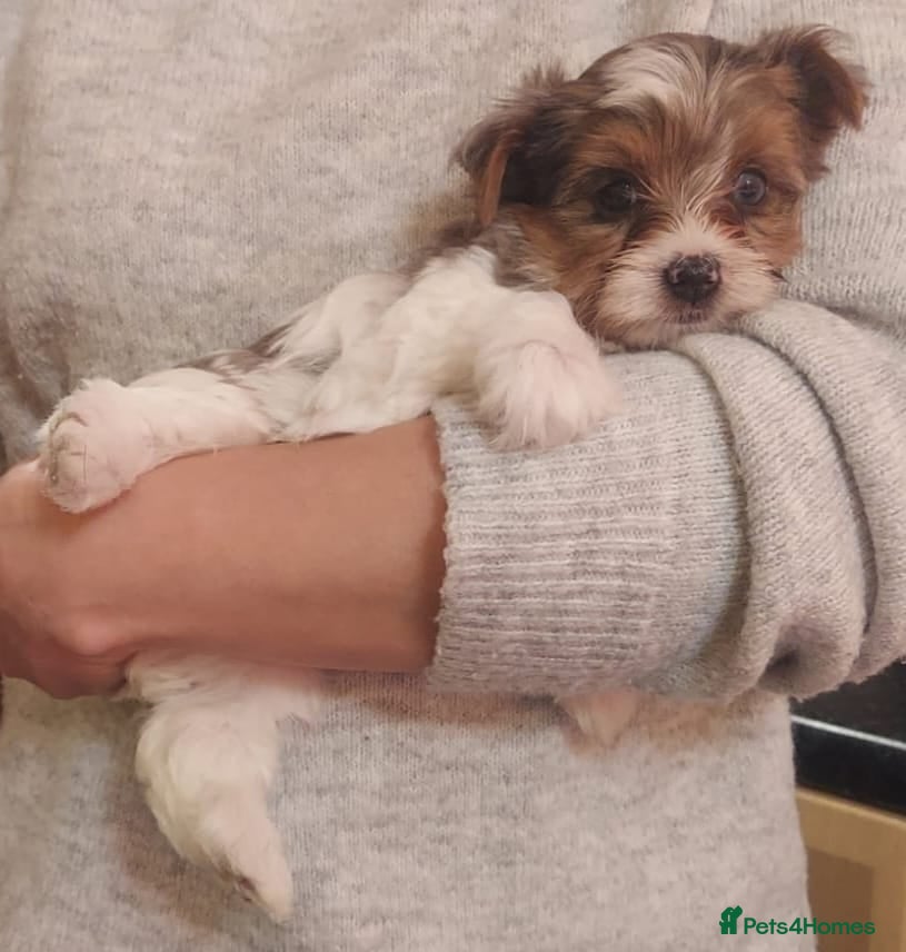 Mixed Breed dogs Sunning Blueberry and Biewer puppies.  - Advert 4